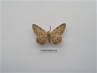 藏品(尺蛾150)的圖片